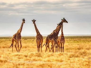 Bild Beste Reisezeit Kenia