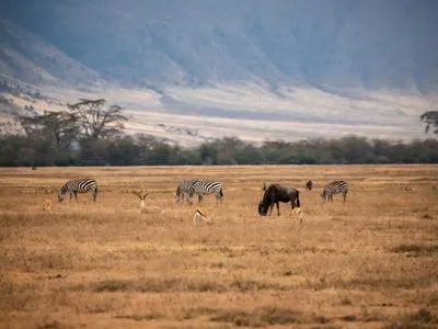 Bild Beste Reisezeit Tansania